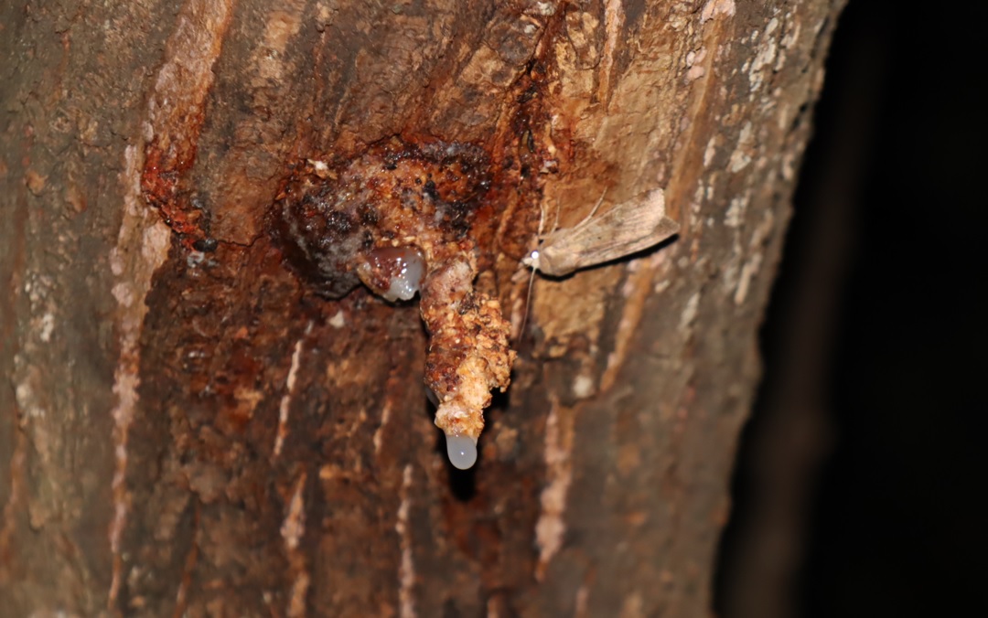 枝先のヤナギを枝から幹に沿って降りたところ_樹液にキノカワガ_2021年10月29日17時50分頃 気温16度